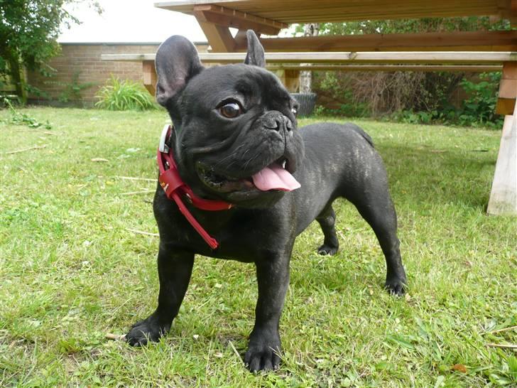 Mand Mads Buuge - Min Hund !! billede 2