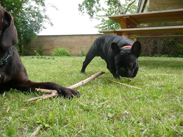 Mand Mads Buuge - Min Hund !! billede 3