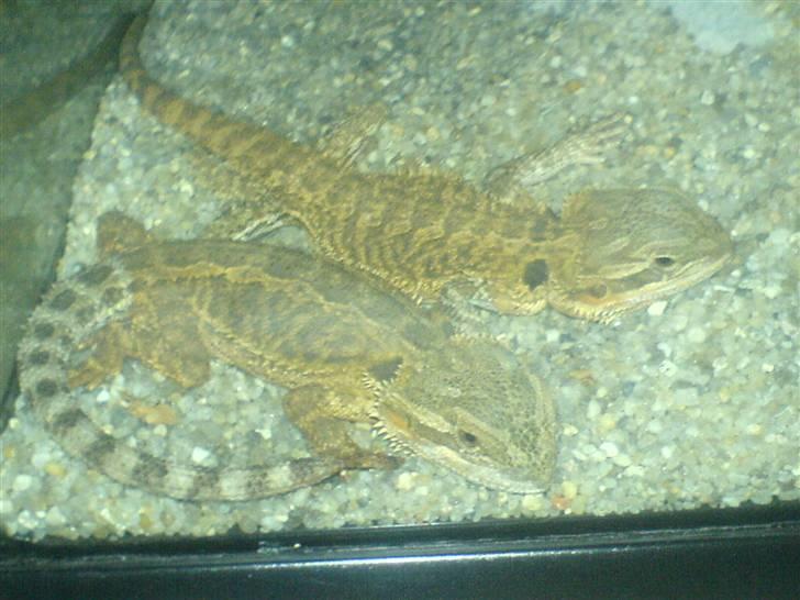 Mand Christopher billede 3