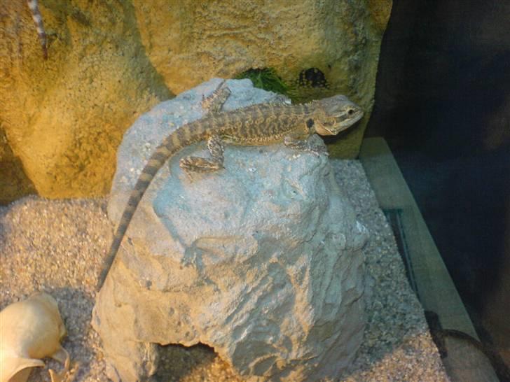 Mand Christopher billede 4