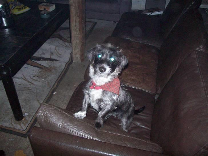 Mand jan - pjuske billede 7