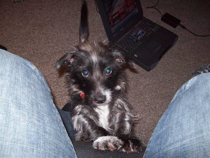 Mand jan - min søde hund der hedder pjuske billede 8