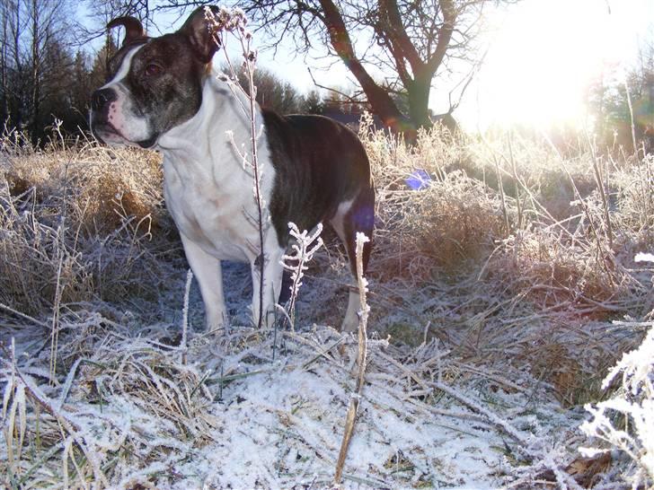 Mand Mike... billede 11