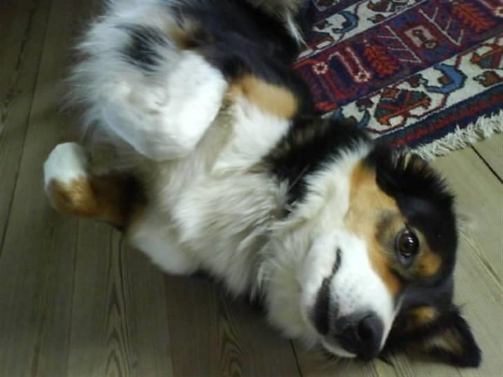 Mand simon s - min dejlige hund tessie  billede 1