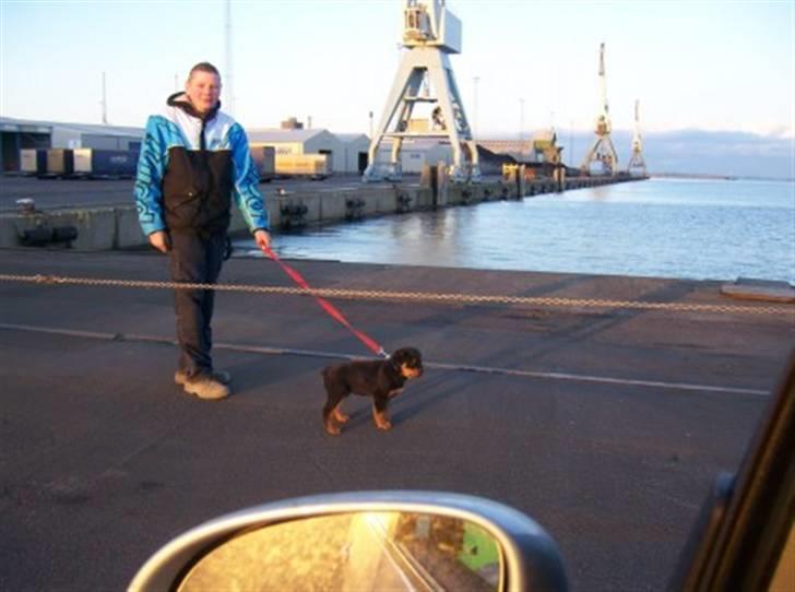 Mand René skov billede 5