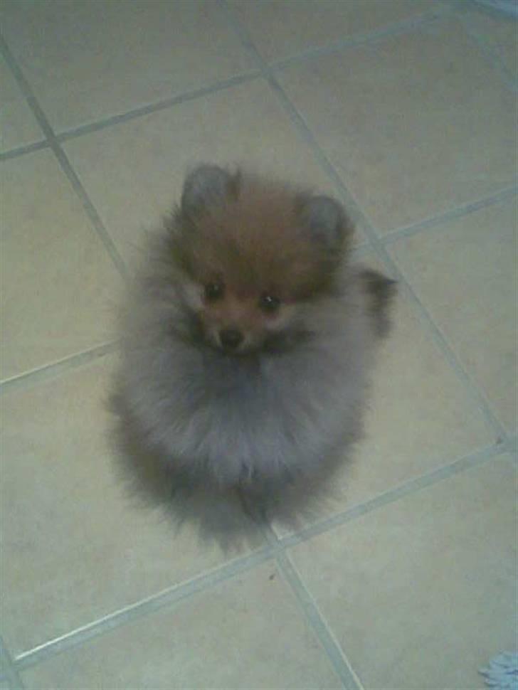 Kvinde Liv - vors lille skønne hund .. :D  billede 11