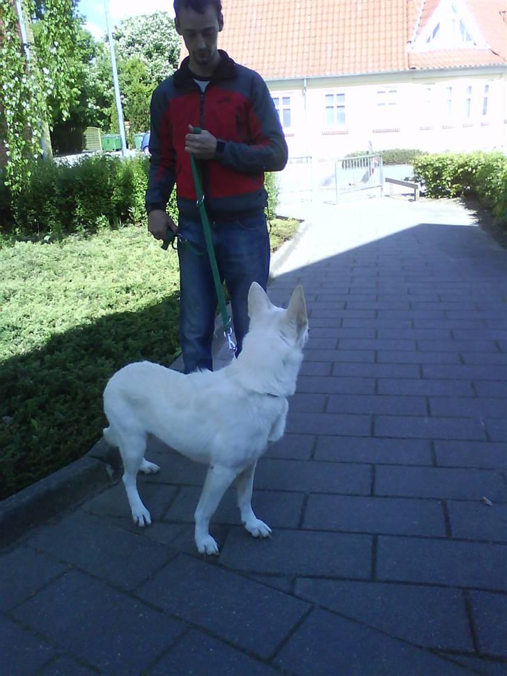 Mand leif billede 2