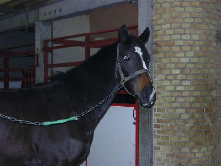 Kvinde Karoline - Min dejlige skønne hingst, Lingline! <3 billede 16