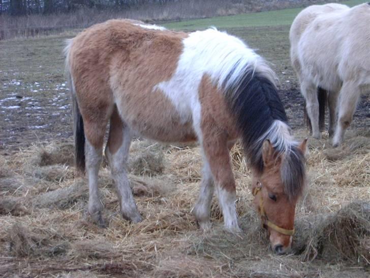 Kvinde Maria - Min føllebasse Simba billede 4