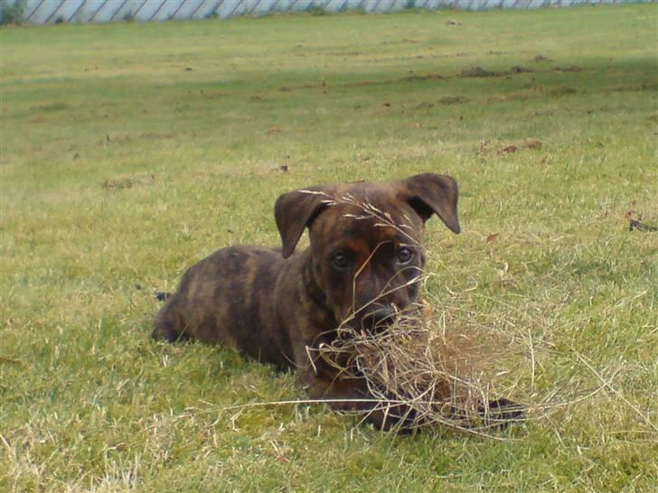 Mand Daniel billede 6