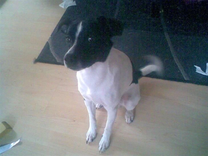 Mand ronnie - min hund :P  billede 10