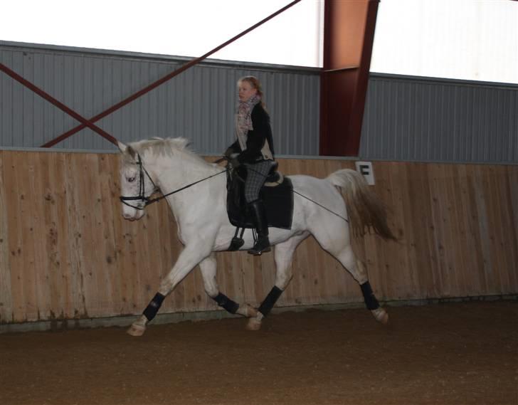 Kvinde Line  - mig og Zomaar den. 05-07-09 billede 20