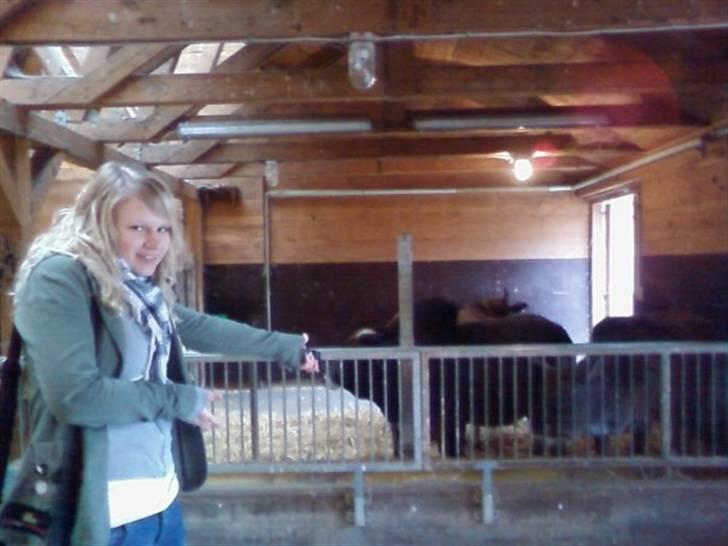 Kvinde Sara -  i Zoo med en veninde x) - Tadar!! Køer! xD billede 7