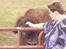 Kvinde Johanna - Jeg klapper en bison i USA, 2005.