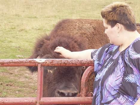 Kvinde Johanna - Jeg klapper en bison i USA, 2005. billede 4