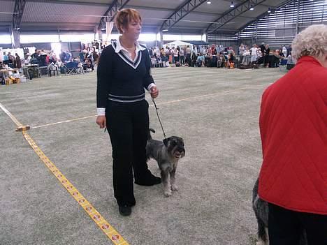 Kvinde TAZ - På udstilling i Balleruphallen september 2006 - her er det Trampedyret der må stå for skud billede 11