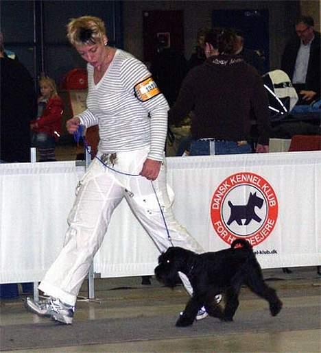 Kvinde TAZ - Hundeudstilling i Odense februar 2007 - Tarzan er kommet på banen billede 13