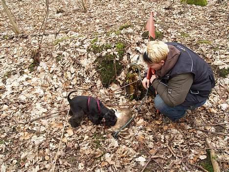 Kvinde TAZ - Sådan helt til daglig - Miss Thea har fundet en død hare på vores konkurrenceslæb sidst i februar billede 14