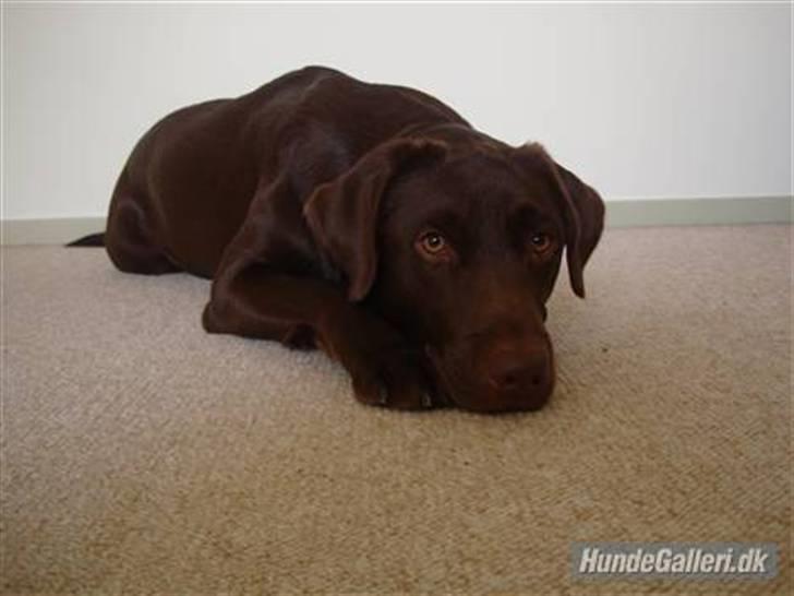 Kvinde Josefine billede 4