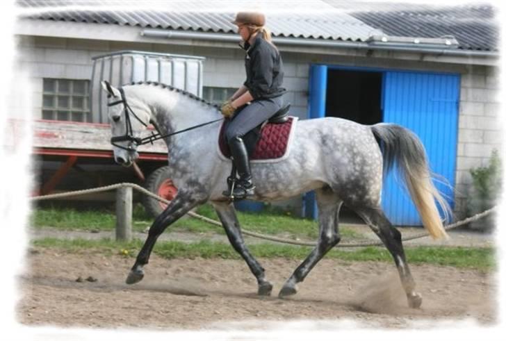 Kvinde Mette Astrup - mig og min hest, hård dressur træning (; billede 7