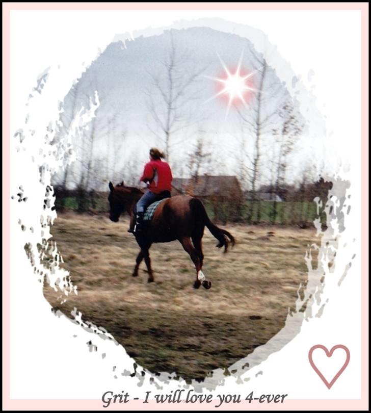 Kvinde Lucky - Grit - DV hoppe RIP billede 4