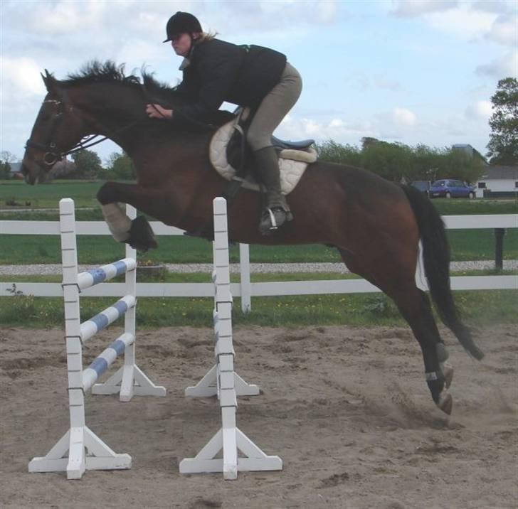 Kvinde Ditte - En tid jeg savner med Chester og på spring banen billede 8