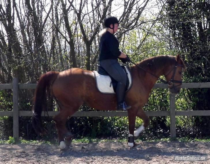 Kvinde Karina Larsen - mig på min dejlige hest billede 7