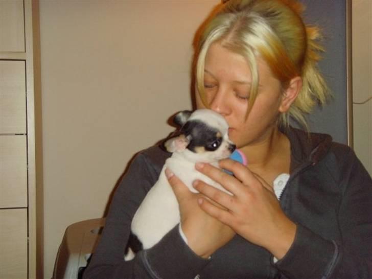 Kvinde Iben - Min dejlige lille Chihuahua... billede 11