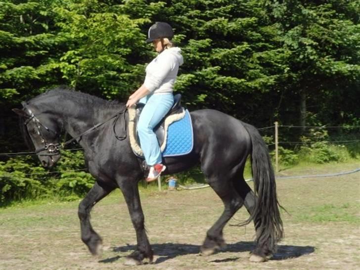 Kvinde Iben - Min venindes Friser Hingst billede 12