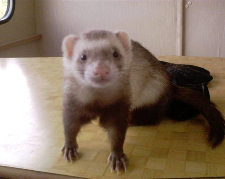 Kvinde Lea - Sika min smukke ilder tøs . R.I.P Du er elskede og savnet min pige <3  men hun betød meget og gjorder godt indtryk og bliver aldrig glemt billede 6