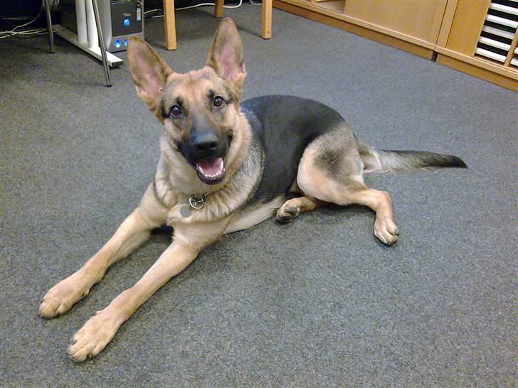 Mand Pandrup - Min hund, og ja bruges også på job! billede 8