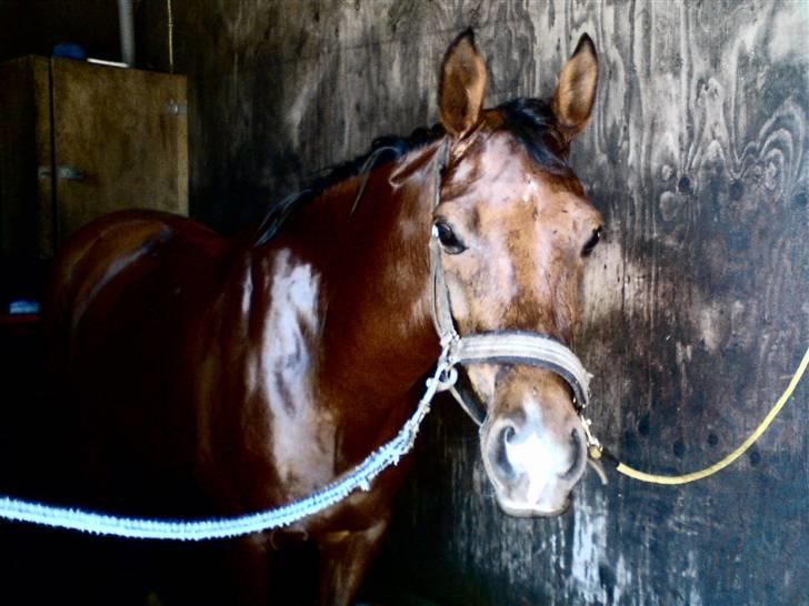 Kvinde Andrea Lind - Joly´s Wondergirl!i;<3 billede 5