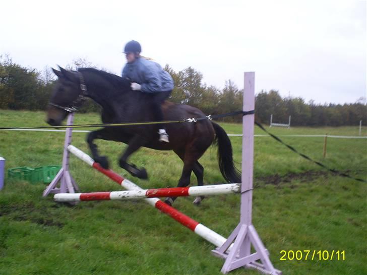 Kvinde Yankee aka Katja - Spring uden Sadel og trense på min højt elskede Yankee som desværre ikke er min mere. Billede fra efteråret 2007 billede 24