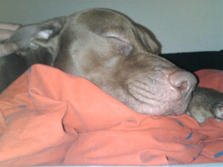 Mand Kristian Bull Larsen - min gamle & savnede hund!  billede 15