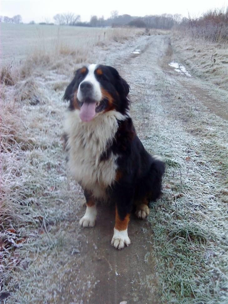 Kvinde mig - min hund; Salina :)  billede 6