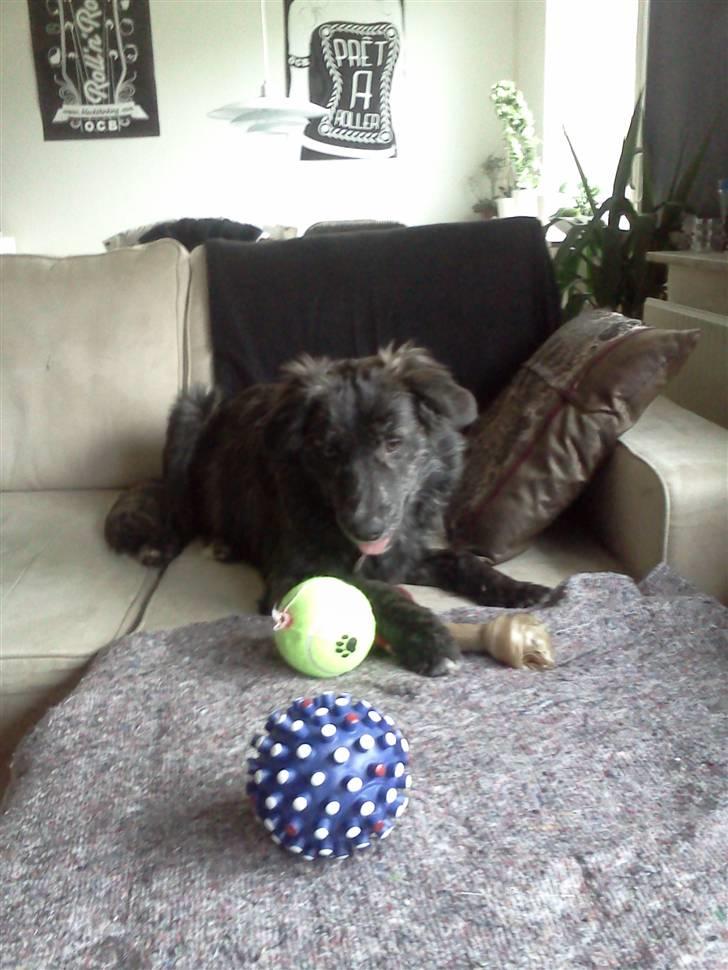 Mand John C - Min hund, Gizmo <3 7 måneder billede 12