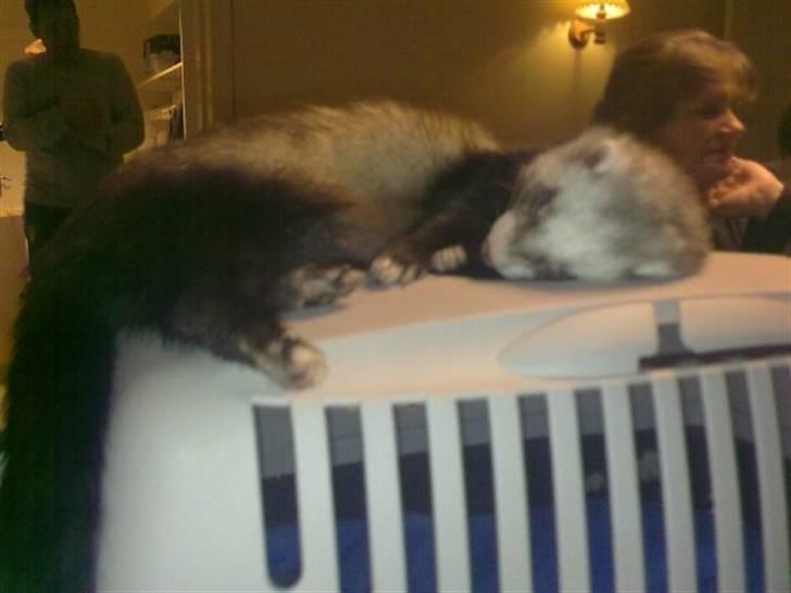Kvinde Lea - Min elskede dreng (: Balou. R.I.P, Du er elskede og savnet min dreng <3 billede 12
