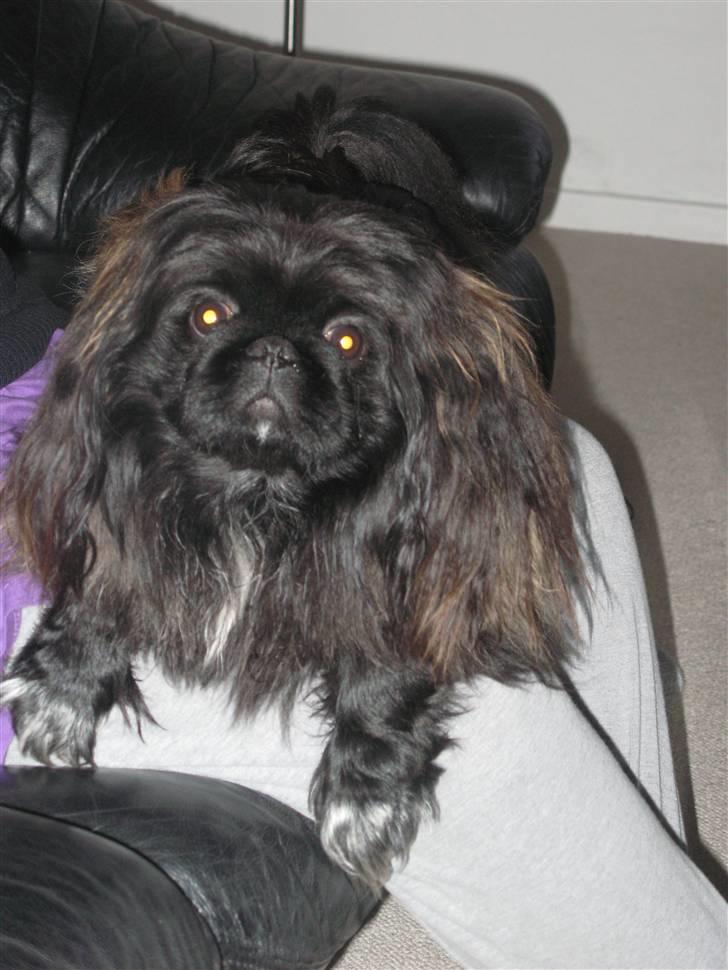 Kvinde Sandra - min dejlige hund Aja :-) <3 billede 8