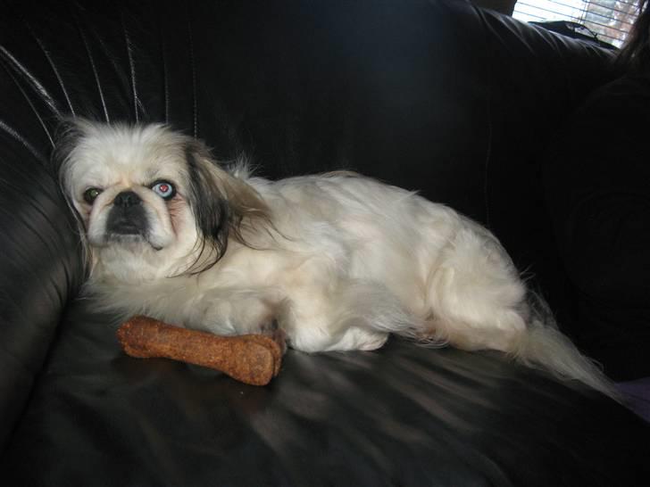 Kvinde Sandra - min anden hund nala, som ligger og feder den :D  billede 9