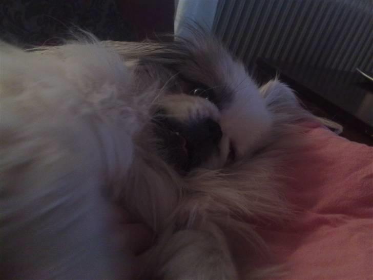 Kvinde Sandra - og den 3 - tayson :D billede 11