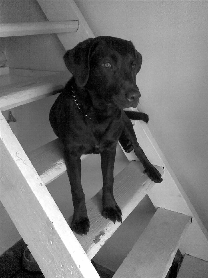 Mand kenneth  billede 12