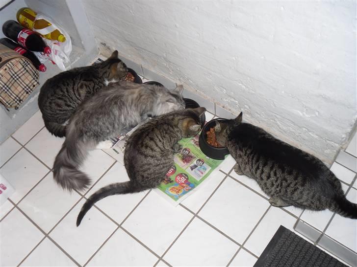 Kvinde Camilla <33 - min ´4 katte billede 4