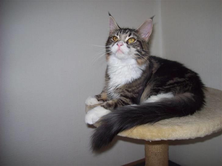 Kvinde Mia - Mini vores første main coon :) billede 9