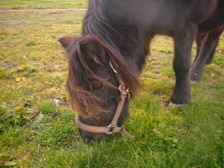 Kvinde Rose - Min dejlige shetter <3 billede 14