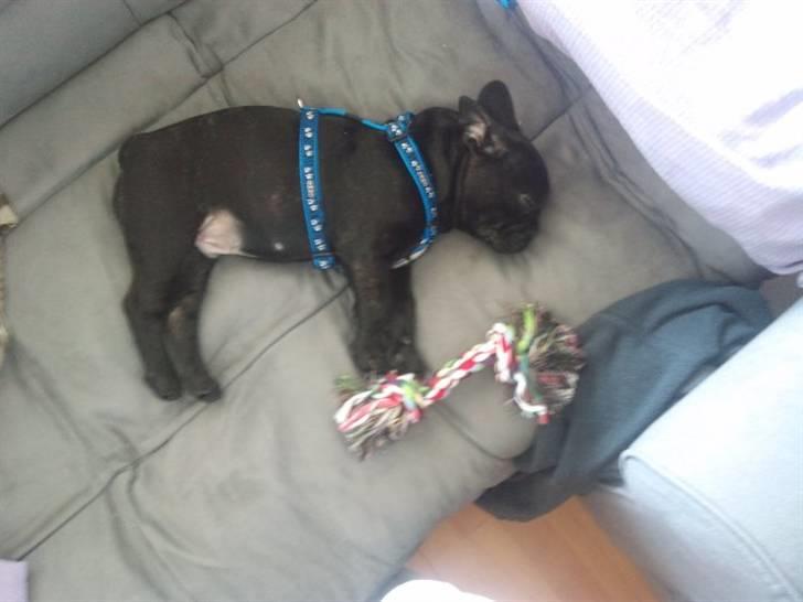 Kvinde Ann billede 10