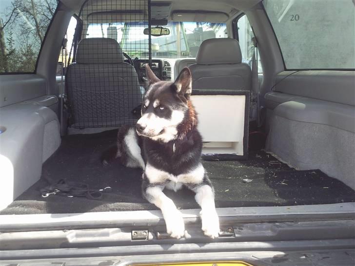 Mand Nicolaj Colbe - min dejlige og tro faste ven HUSTLER hehe billede 6