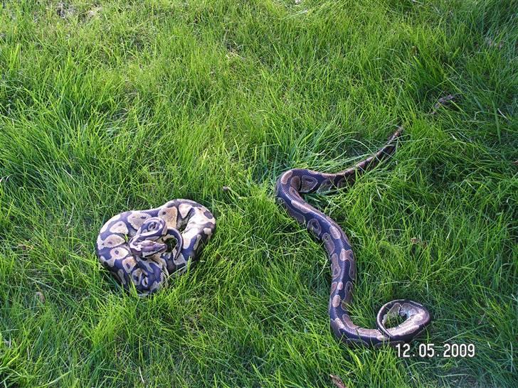 Mand Bo Olesen billede 4