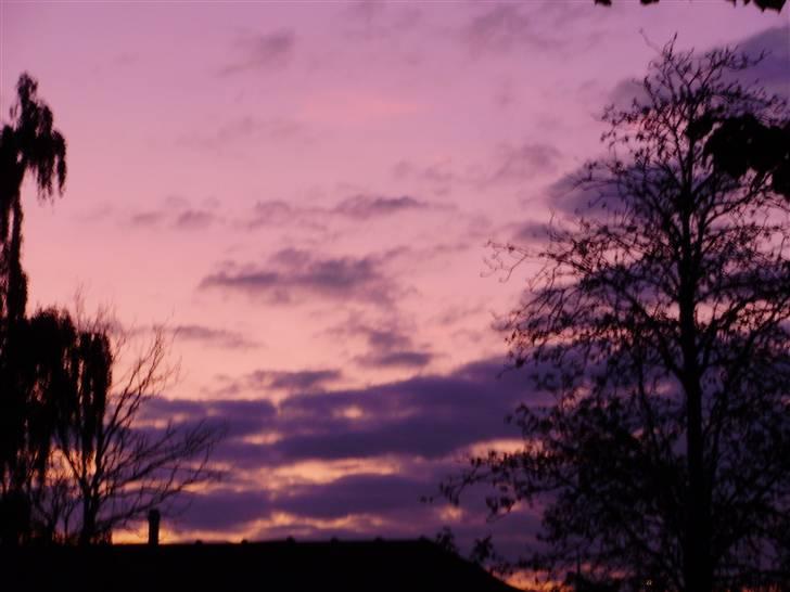 Kvinde Jessica - En rigtig flot solnedgang. Bare ærgeligt at der var så mange træer. :D billede 6