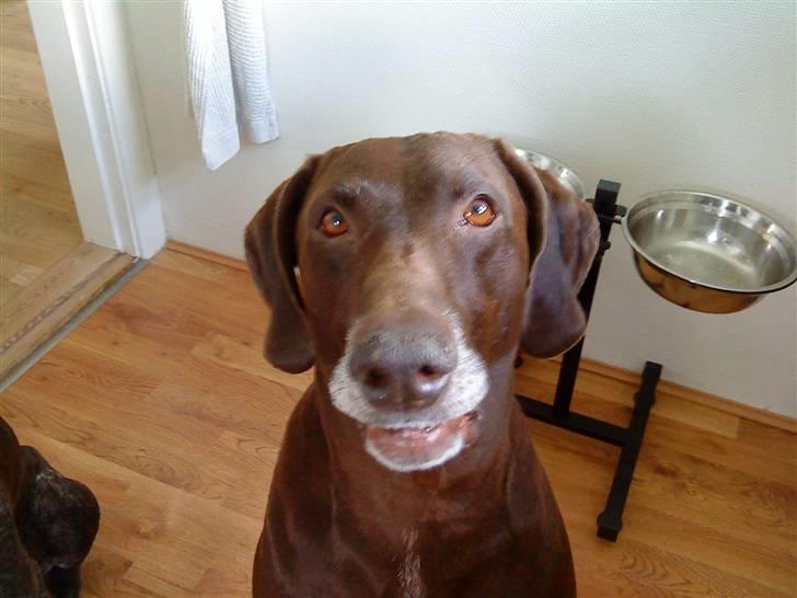 Mand Big Tasty - Min gamle hund Bølle..... R.I.P billede 11