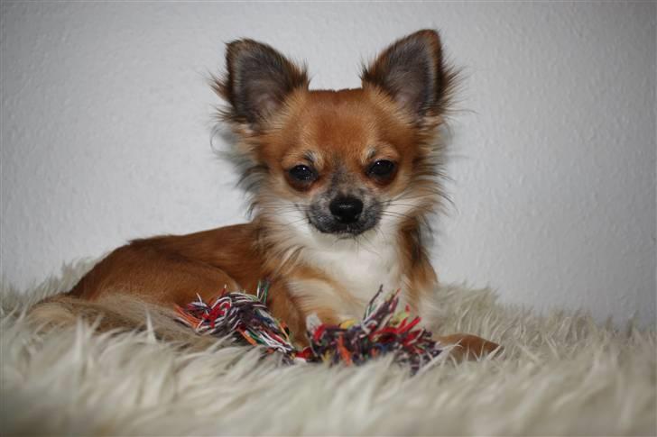 Kvinde Cornelia Damgaard billede 6